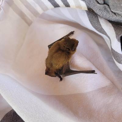 Fledermaus