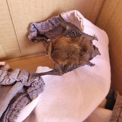 Fledermaus