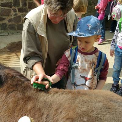 ponys striegeln