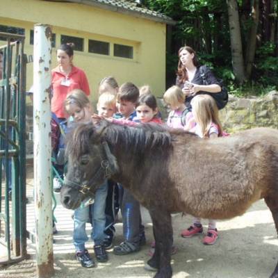 die ponys